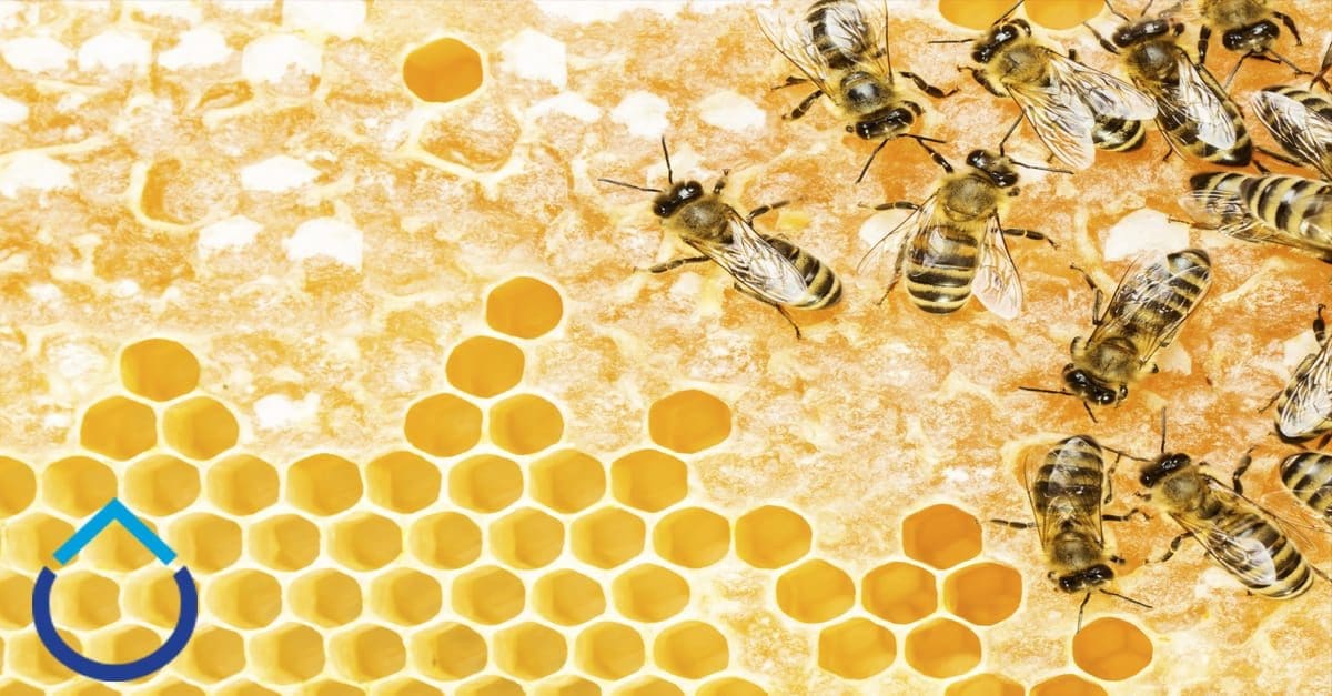 buzzz3