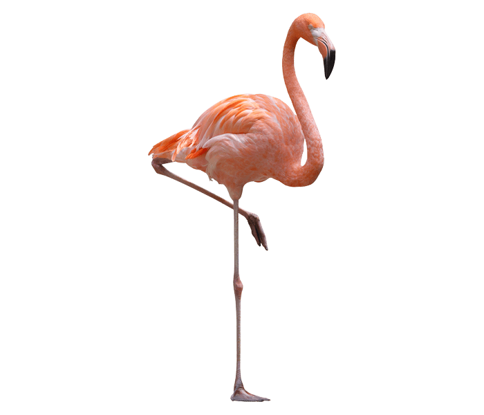 MPB_Flamingo