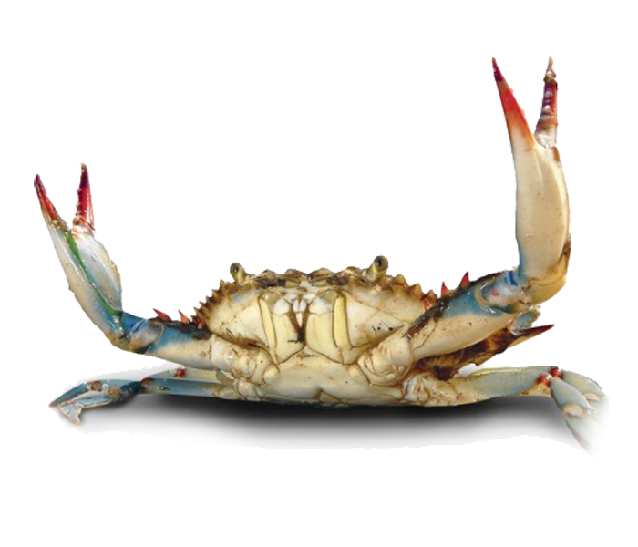 crab