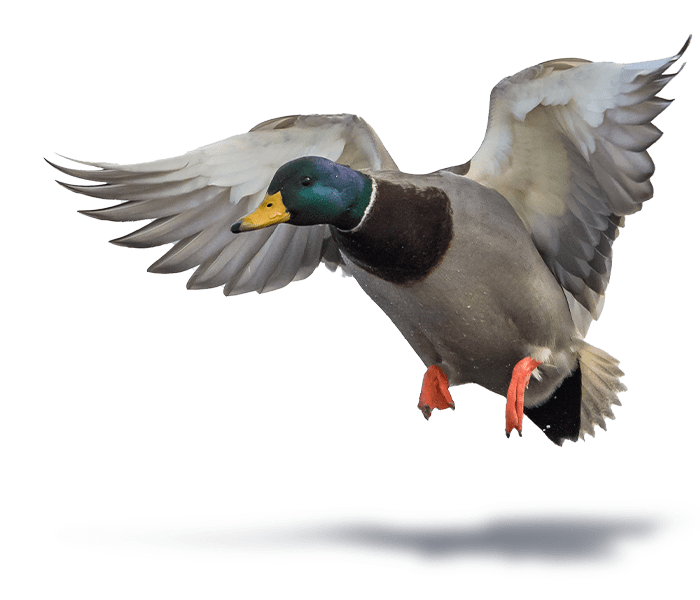PP_Duck